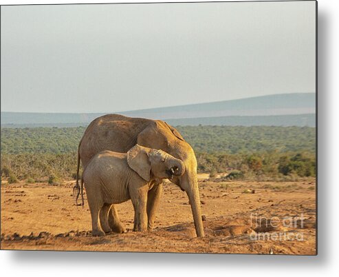 Addo Metal Print featuring the photograph African elephants, mother and son , drinking at sunset by Patricia Hofmeester