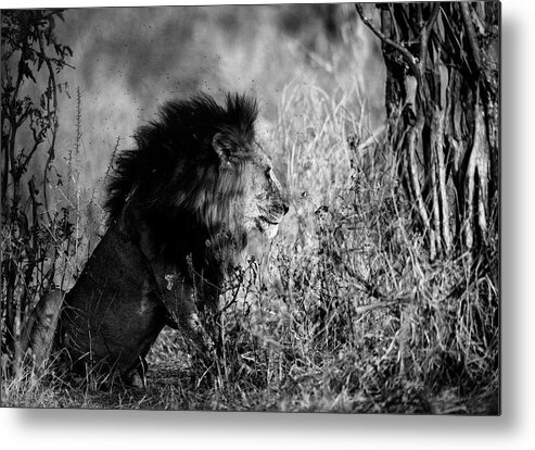 Africa Metal Print featuring the photograph After the hunt by Stefan Knauer