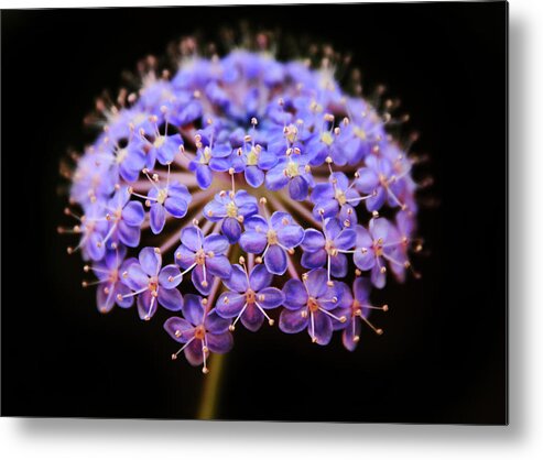 Flower Metal Print featuring the photograph Allium Floral by Jessica Jenney