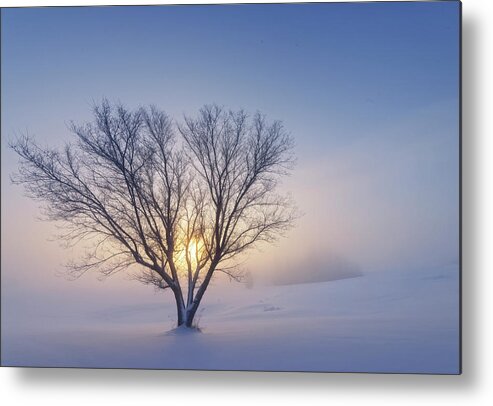 Tree Metal Print featuring the photograph Alone in the Snow by Dan Jurak