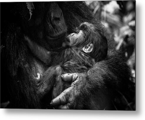 Gorilla Metal Print featuring the photograph Amour Maternelle by Kate Malone