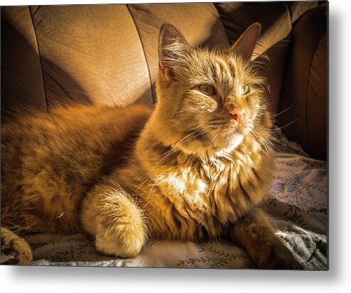 Cats Metal Print featuring the photograph An Orange Cat Getting Some Sun by Guy Whiteley