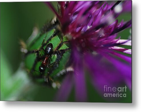 Thistle Metal Print featuring the photograph Ant and Thistle by Stephanie Gambini