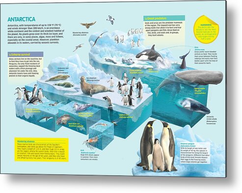 Fauna Metal Print featuring the digital art Antarctica by Album