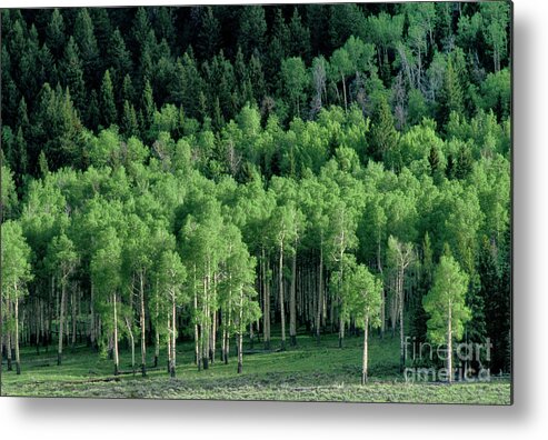 Dave Welling Metal Print featuring the photograph Apen Grove On North Rim Grand Canyon Arizona by Dave Welling