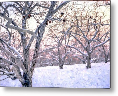 Apple Metal Print featuring the photograph Apples in Winter by Wayne King