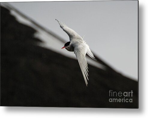 Arctic Tern Metal Print featuring the photograph Arctic Tern in Flight in Svalbard #1 by Nancy Gleason