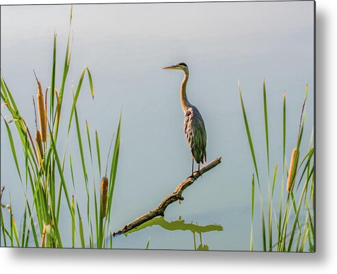 Tennessee Metal Print featuring the photograph August Morning Contemplations by Marcy Wielfaert