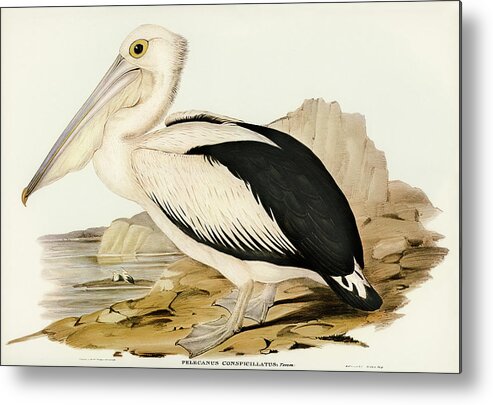 Australian Pelican Metal Print featuring the drawing Australian Pelican, Pelecanus conspicillatus by John Gould