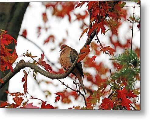 Dove Metal Print featuring the photograph Autumn Mourning Dove by Debbie Oppermann