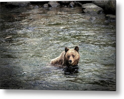 Bear Metal Print featuring the photograph Baby Bear by Craig J Satterlee