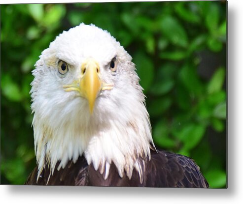 Bird Metal Print featuring the photograph Bald Eagle Stare by Ed Stokes