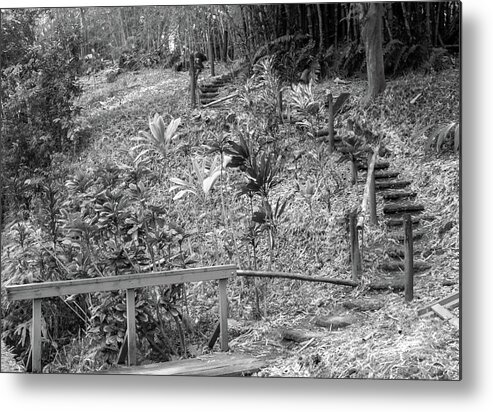 Tropics Metal Print featuring the photograph Bamboo Stairway by Tony Spencer