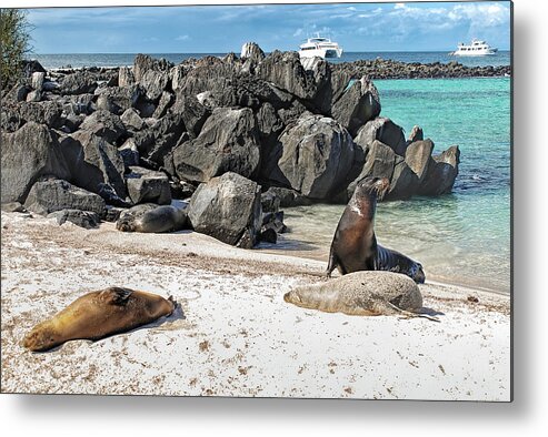 Animals In The Wild Metal Print featuring the photograph Beach with sea lions - Espanola island - Galapagos by Henri Leduc