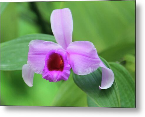 Dendrobium Superbum (anosmum) Metal Print featuring the photograph Beautiful Orchid in the Wild by Roberta Byram