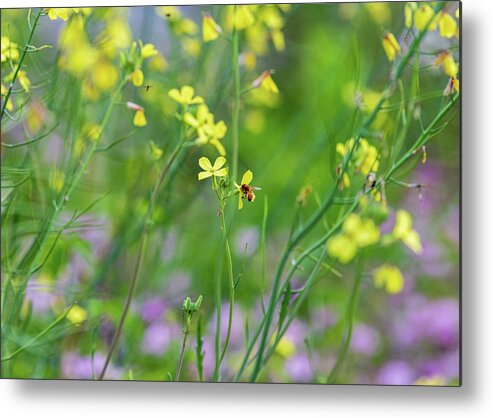 Flower Metal Print featuring the photograph Bee on the Wild Flowers by Amelia Pearn