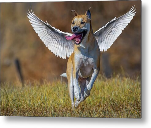 Dog Metal Print featuring the photograph Bella Angel 2 by Rick Mosher