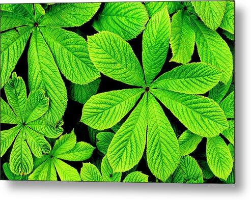 Green Metal Print featuring the photograph Big green leaves background by Severija Kirilovaite