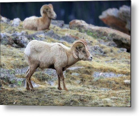 Rocky Mountain Ram Portrait Metal Print featuring the photograph Bighorn Rams In Rocky Mountain National Park by Dan Sproul