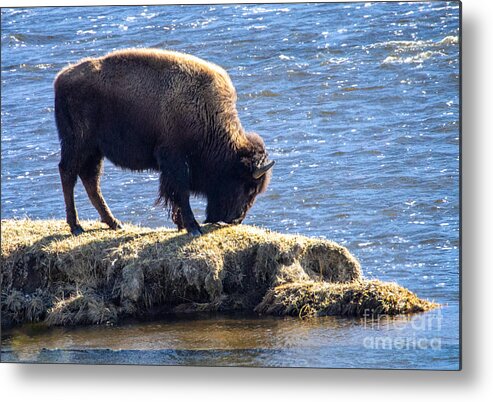 Bison Metal Print featuring the photograph Bison Grazing at Yellowstone National Park by L Bosco