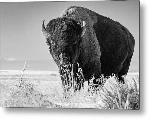 Bison Metal Print featuring the photograph Bison in Black and White by Mindy Musick King