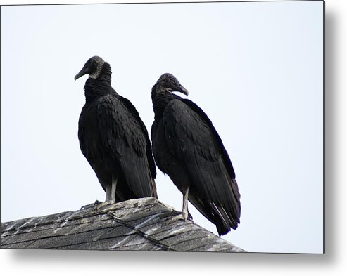  Metal Print featuring the photograph Black Vultures by Heather E Harman