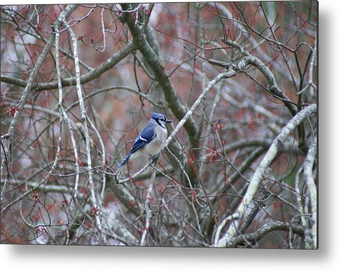  Metal Print featuring the photograph Blue Jay by Heather E Harman