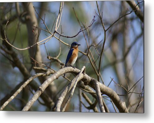  Metal Print featuring the photograph Blue Lookout by Heather E Harman