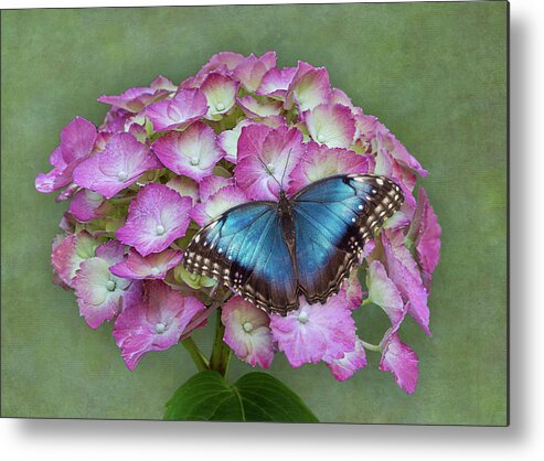 Butterfly Metal Print featuring the photograph Blue Morpho Butterfly on Pink Hydrangea by Patti Deters