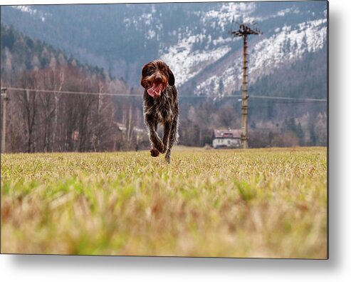 Bohemian Wire Metal Print featuring the photograph Bohemian Wire Haired Pointing Griffon running towards to me for some food. She jumps and runs to me for my order. by Vaclav Sonnek