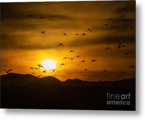 Sunset Metal Print featuring the photograph Bosque Sunset by Lisa Manifold