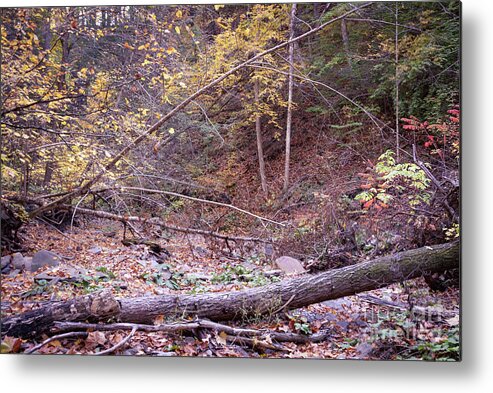 Trees Metal Print featuring the photograph Botsford Nature Preserve 12 by William Norton