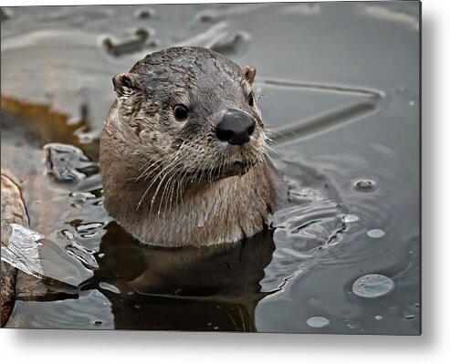 Otter Metal Print featuring the photograph Breaking through - River Otter by Bruce Morrison