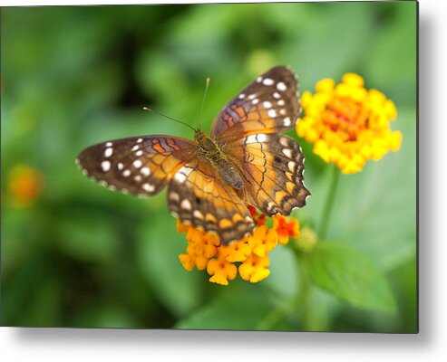 Butterfly Metal Print featuring the photograph Brown Peacock Butterfly by Rona Black