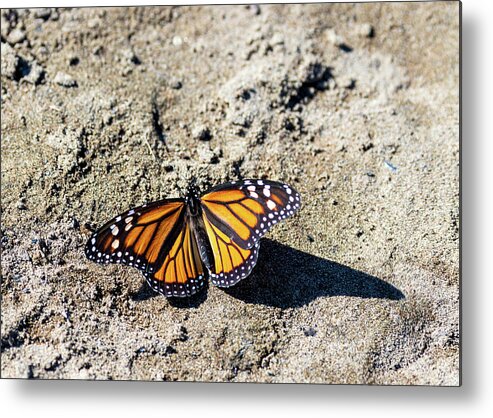 Butterfly Metal Print featuring the photograph Butterfly on the Sand by Amelia Pearn