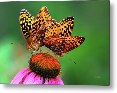 Butterfly Metal Print featuring the photograph Butterfly Twins by Christina Rollo