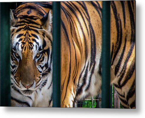 2018 Metal Print featuring the photograph Caged Thunder by Gerri Bigler