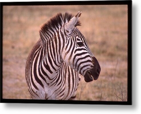 Africa Metal Print featuring the photograph Camera Shy Zebra by Russ Considine