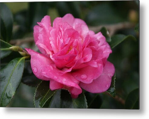  Metal Print featuring the photograph Camilla Flower by Heather E Harman
