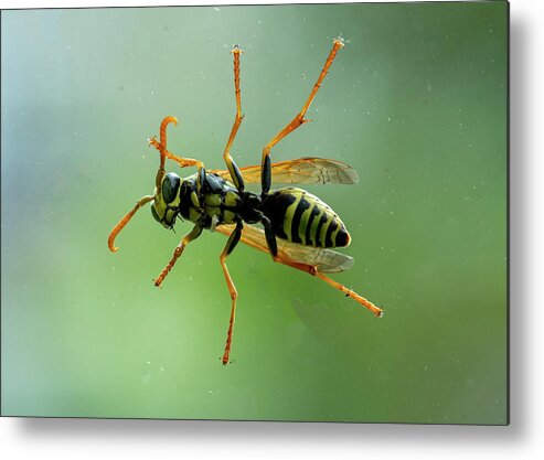Bee Metal Print featuring the photograph Can I Come In by Cathy Kovarik