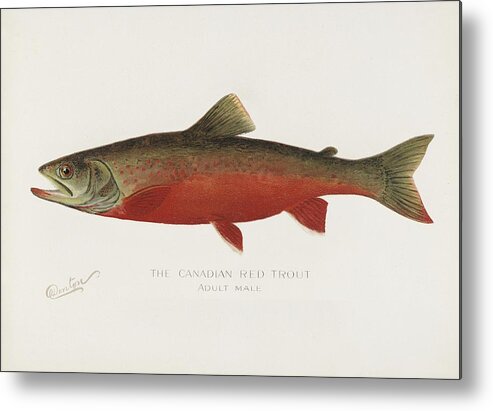 America Metal Print featuring the painting Canadian Red Trout illustrated by Sherman F Denton 1856-1937 from Game Birds and Fishes of North Ame by Les Classics