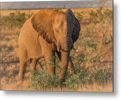 Elephants Metal Print featuring the photograph Captivating in Kruger by Marcy Wielfaert