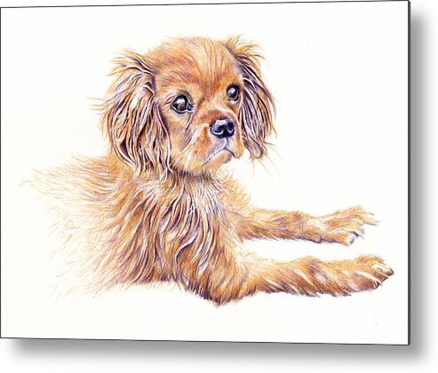 Dog Metal Print featuring the painting Cavalier King Charles Dog by Debra Hall