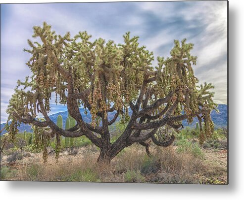 Chain-fruit Cholla Metal Print featuring the photograph Chained-fruit Cholla by Jonathan Nguyen
