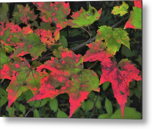 Art Metal Print featuring the photograph Changing Color by Jamart Photography