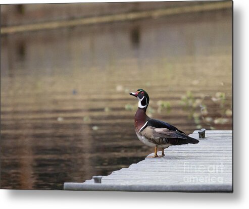 Wood Duck Metal Print featuring the photograph Checking Me Out by Jayne Carney