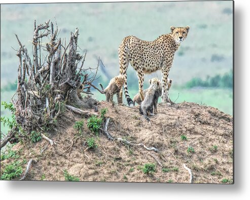 Cheetah Metal Print featuring the photograph Cheetah Mound by Wade Aiken
