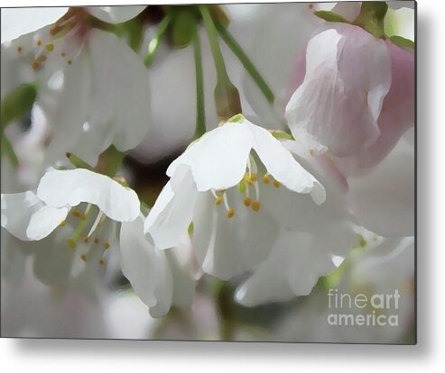 Cherry Blossoms Metal Print featuring the photograph Cherry Blossoms by Alicia Heyman