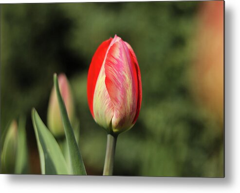 Flora Metal Print featuring the photograph Closed blossom of Tulipa agenensis in the village garden. Love emotion. Beskydy, czech republic. Europe flowers. Summer Flowers. Red and yellow. Outdoors florist's. by Vaclav Sonnek