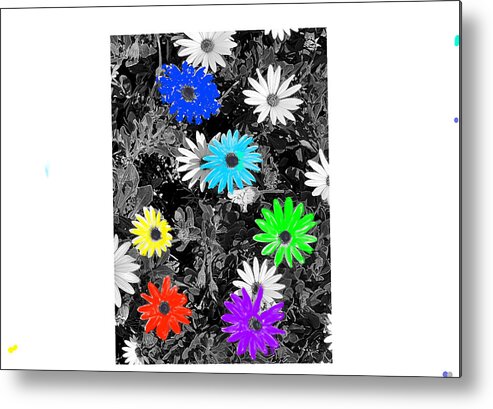 Daises Green Black Blue Yellow Purple White Colorful Selective Metal Print featuring the digital art Colorful Daisies by Kathleen Boyles